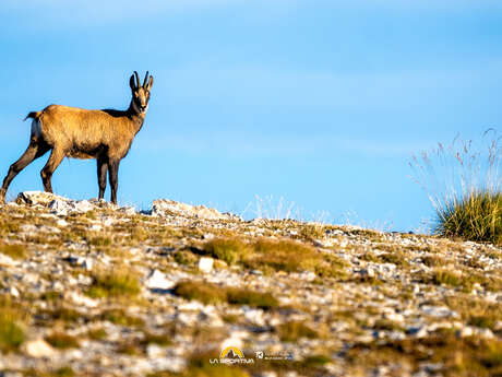 Sortie Natura 2000 "Faune de montagne"