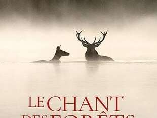 Cinéma : Le chant des forêts