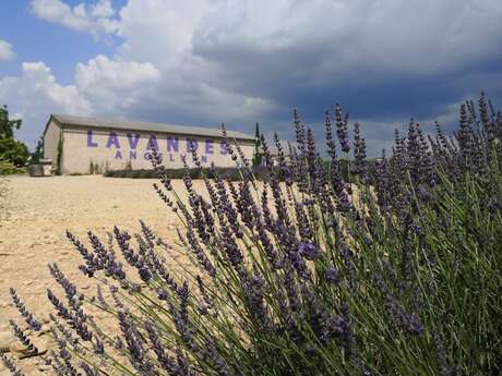 Distillerie Angelvin