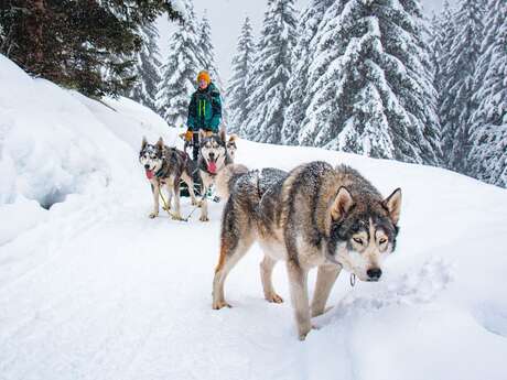 Conduite d'attelage avec des chiens de traîneau