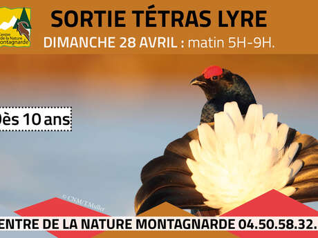 Sortie découverte du Tétras Lyre