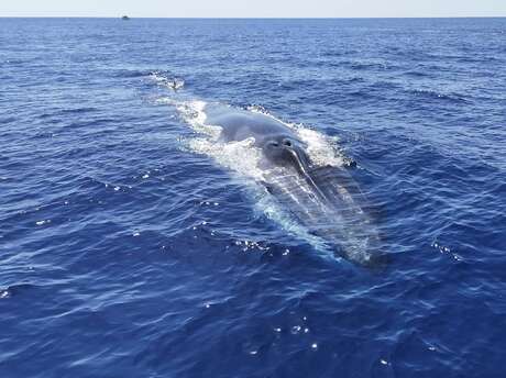 Whale Watching mit Speedfishing