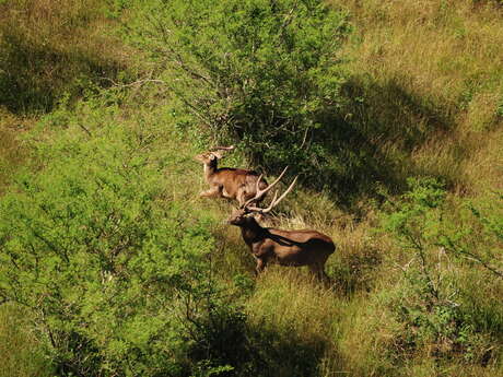 Fête du Cerf et de la Crevette