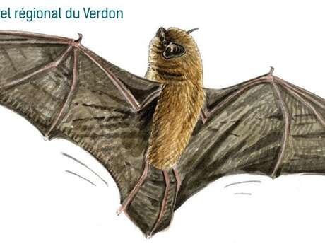 Les chauves-souris