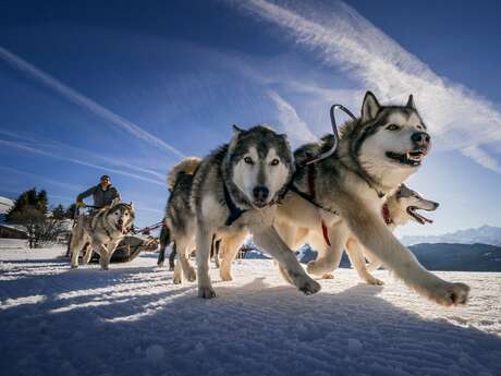 Baptême chiens de traineaux