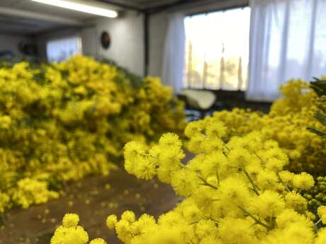 À la découverte du Mimosa