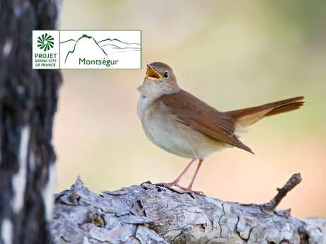 Voir les oiseaux avec les oreilles : les chants.
