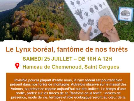 Le Lynx boréal, fantôme de nos forêts
