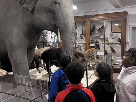 Atelier - Drôles de mammifères