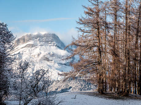 Le Bois des Mélèzes