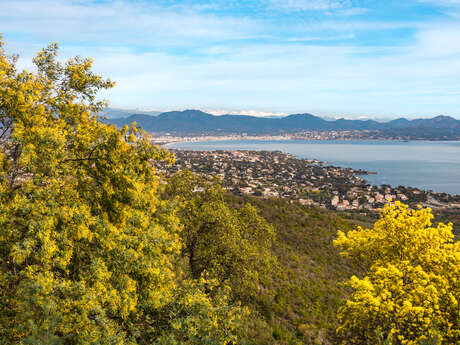 Le mimosa au cœur des Petites Maures avec guide SAB Esterel