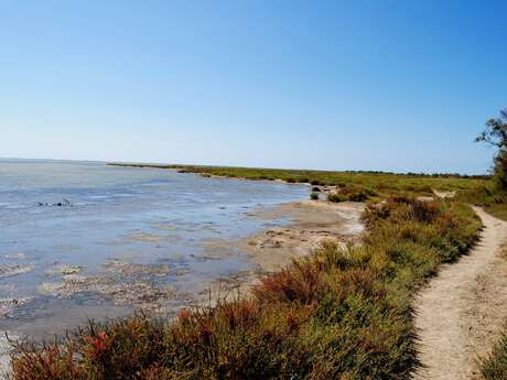 SAINTES- MARIES-DE-LA-MER - Entre les deux bras du Rhône