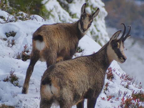 Découverte des chamois