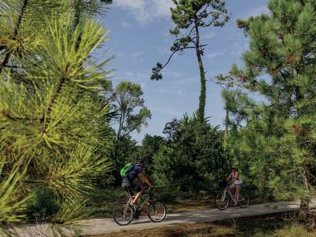 Le chemin de la forêt à vélo