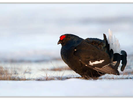 Une montagne à partager