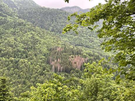 Natur-Animation: Der Wald angesichts des Klimawandels