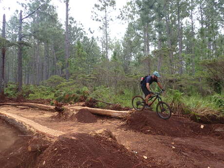 Trail 2 - Pine Runway at Boucles de Netcha