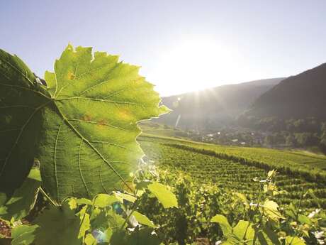 Excursion : Du vignoble de Cerdon à la Vallée de l'Ain