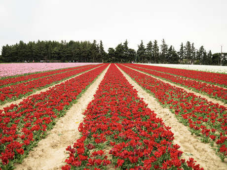 Les champs de tulipes