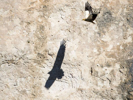 Exposition : Les Alpilles par nature
