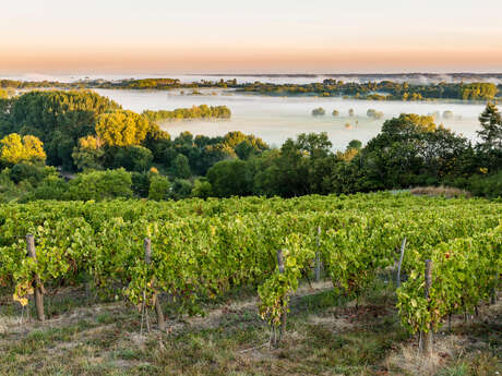 Ruta del vino - El Loira salvaje y la cornisa angevina