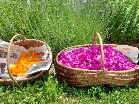 Atelier d'herboristerie