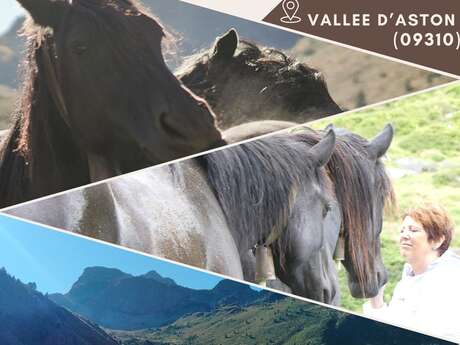 Immersion en estive avec les Chevaux de Mérens