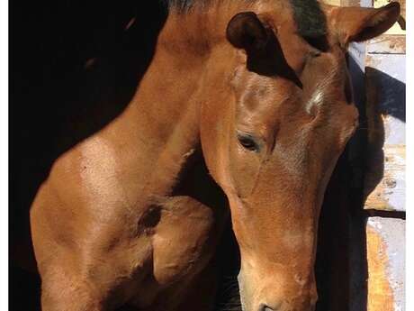 Journée nationale du cheval au Centre Equestre d'Avignon