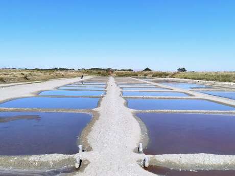 Barrot Sud Salt Marsh - Tours and drawing classes