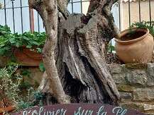 L'Olivier sur la place