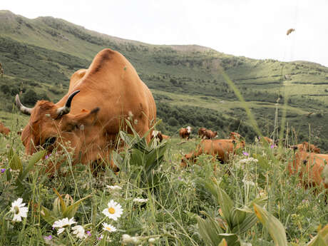 Le Beaufort des Montagnes
