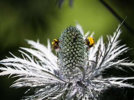 Balade Faune et Flore