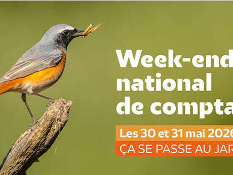 Comptage d'oiseaux
