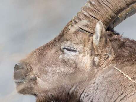 Randonnée automne Brame du Cerf - Compagnie des Guides de Chamonix