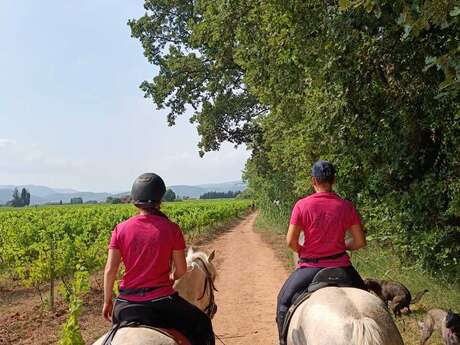 Balade à cheval dans les vignes