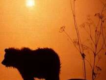 Théâtre d'ombres : Tamouk (à partir de 18 mois)