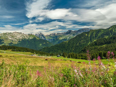 Itinéraire pédestre : balade en montagne, par télécabine, à Samoëns 1600