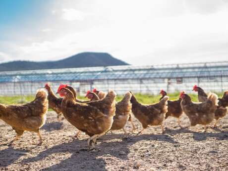 Les gallines de l'Augustine - Pierre Vachier   Elevage Œufs de poules pondeuses en agriculture biologique