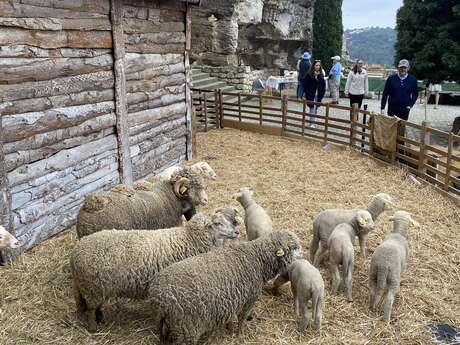Pastoralisme d’aujourd’hui, du mouton à la laine