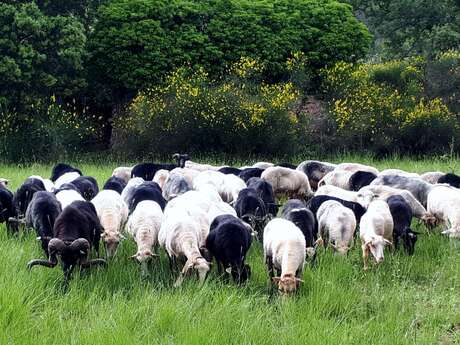 Elevage Franck Tilotta