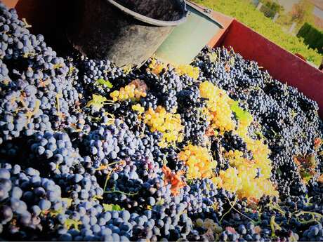 La Venise Provençale, cave viticole