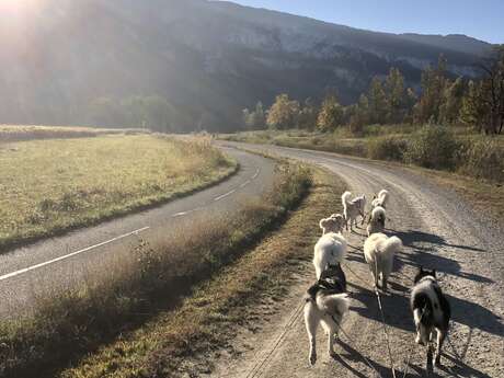 Cani-kart avec Au Cœur des Loups