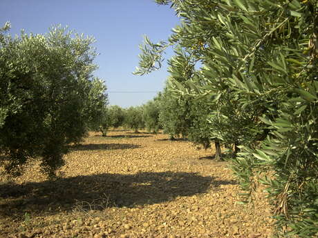 Circuit panoramique dans les Alpilles