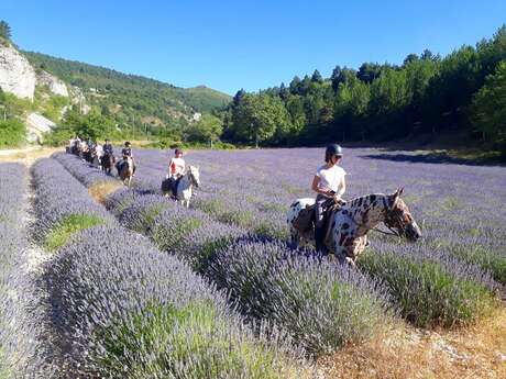 Randonnées accompagnées à cheval