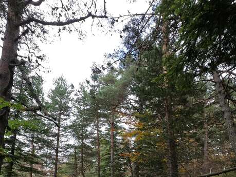 La Réserve Biologique