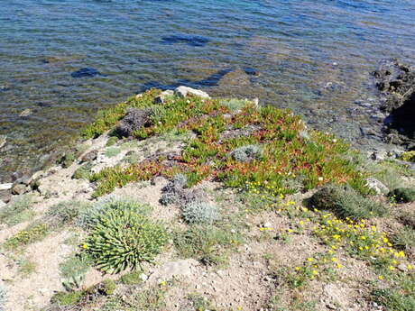 Chasse aux Griffes de sorcière sur le Cap Taillat