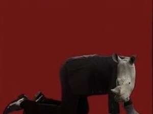 Rhinocéros
