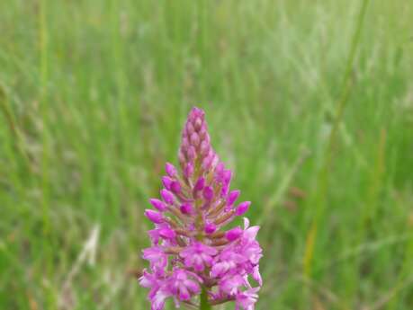 Les orchidées sauvages du puy de Pileyre