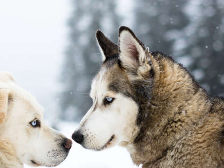 Mushing