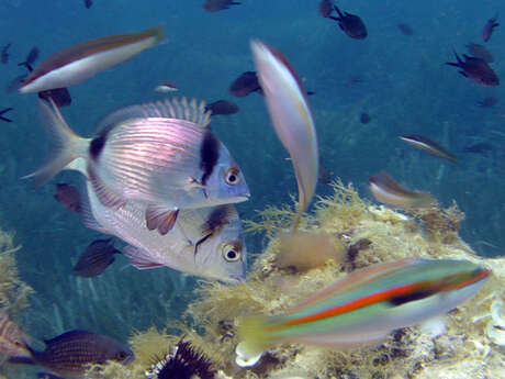 Ecole de Plongée Nice Diving
